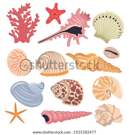 Set of sea shells isolated on a white background. Vector graphics.