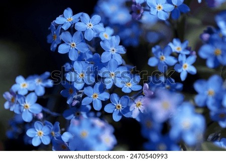 Similar – Foto Bild blaue Blümchen violett