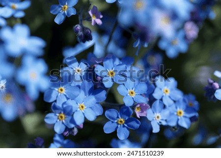 Similar – Image, Stock Photo forget-me-not Myosotis