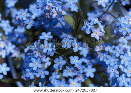 Similar – Image, Stock Photo forget-me-not Myosotis