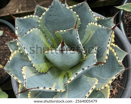 Image, Stock Photo Blooming desert agave in the Anza Borrego State Park, Caifornia