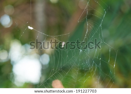 The hidden beauty of this cobweb