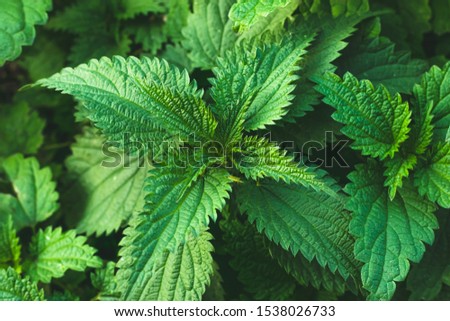 Similar – Image, Stock Photo Nettle as background