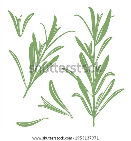 Rosemary. A set of silhouettes of green rosemary twigs and leaves. Vector image isolated on a white background.