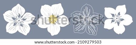 Jasmine flowers. Set of four silhouettes of white jasmine flower. Vector illustration isolated on gray blue background.