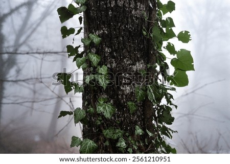 Similar – Image, Stock Photo Overgrown trees in misty woods under gray sky