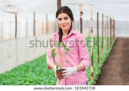 Agriculture farm woman worker holding a pepper seedling pot in greenhouse
