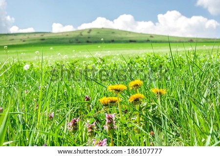 Beautiful landscape of fresh green spring field with yellow flowers on foreground and blues sky on background