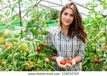 Young Woman hands with gloves holding red tomatoes, working in a greenhouse.