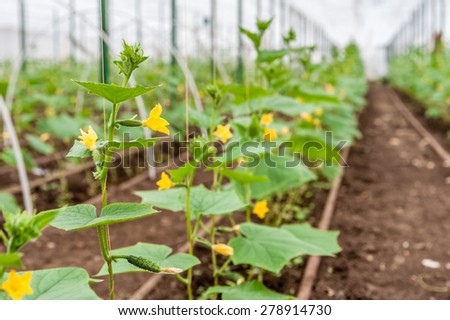 cultivation of cucumbers in greenhouse
