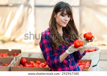 Young woman selecting tomatoes and placing them in boxes for sale. Holding tomatoes in hand and smiling.
