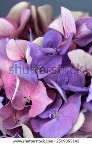 Image, Stock Photo Hydrangea blossom, filigree and light