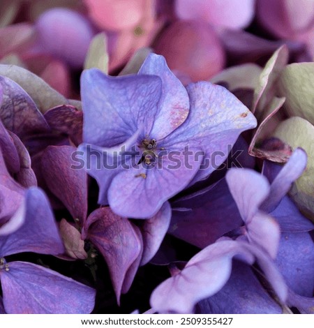 Similar – Image, Stock Photo Hydrangea blossom, filigree and light