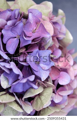 Similar – Image, Stock Photo Hydrangea blossom, filigree and light