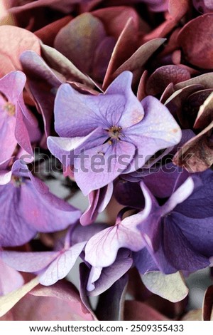 Similar – Image, Stock Photo Hydrangea blossom, filigree and light