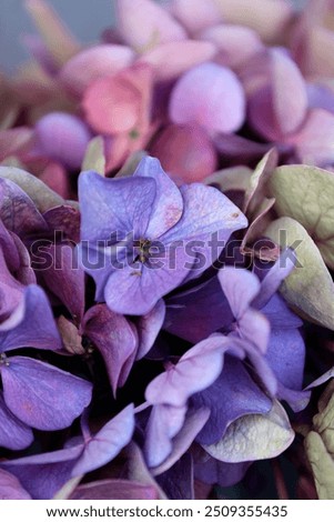 Similar – Image, Stock Photo Hydrangea blossom, filigree and light