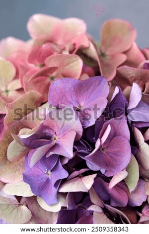 Similar – Image, Stock Photo Hydrangea blossom, filigree and light