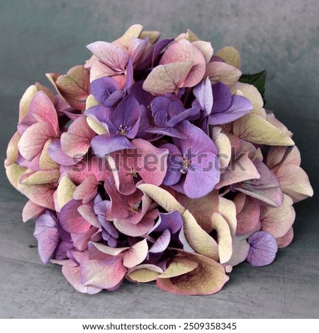 Similar – Image, Stock Photo Hydrangea blossom, filigree and light