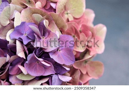 Similar – Image, Stock Photo Hydrangea blossom, filigree and light