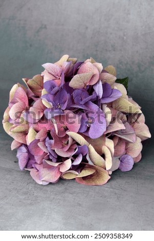 Similar – Image, Stock Photo Hydrangea blossom, filigree and light