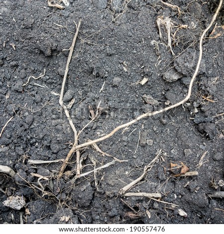 Black soil with tree root texture