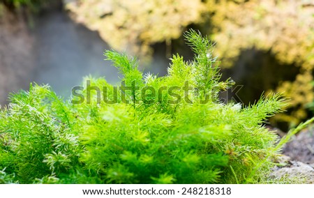 fern plant on rock,nature background.