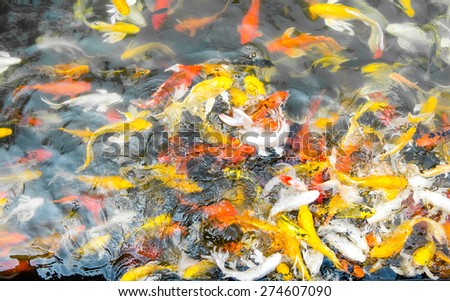 Crowd of Koi fish in pond,colorful natural background,Koi is symbolize good luck and fortune.