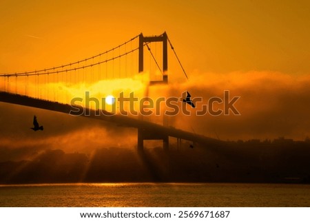 Similar – Image, Stock Photo Seagulls in the fog Autumn