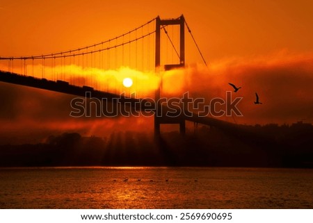 Similar – Image, Stock Photo Seagulls in the fog Autumn