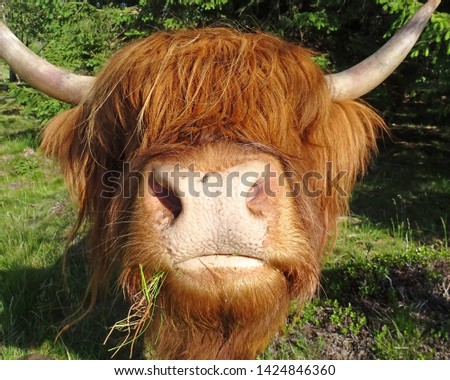        funny hairy cow highland cattle close up                         商業照片 © 