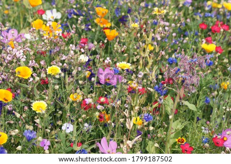 beautiful colorful meadow of wild flowers Foto d'archivio © 