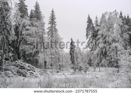 Similar – Image, Stock Photo Winter forest with tree trunks