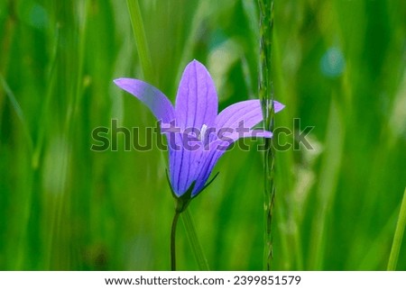 Similar – Foto Bild Blaue Glockenblume am Wegrand mit unscharfen Steinen im Hintergrund