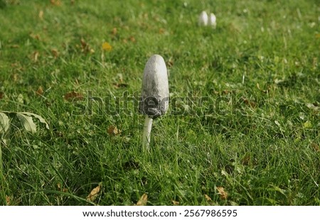 Image, Stock Photo little mushroom head