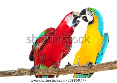 Similar – Image, Stock Photo Macaws parrot two Bird