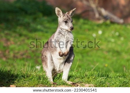 Similar – Image, Stock Photo Cute little kangaroo standing in countryside in sunlight