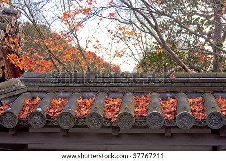 Red Maple Leaves, which come out on roof of an old temple, Kyoto, Japan