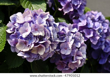 Beautiful purple japanese hydrangeas in close up
