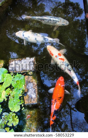 Koi fishes in japanese garden