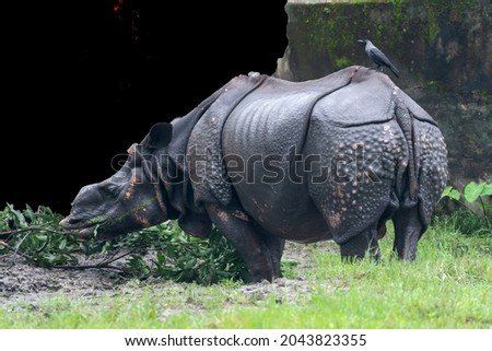 The Indian rhinoceros, also called the Indian rhino, greater one-horned rhinoceros or great Indian rhinoceros, is a rhinoceros species native to the Indian subcontinent.