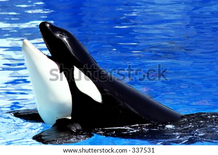 The happy whale - Orcinus orca -