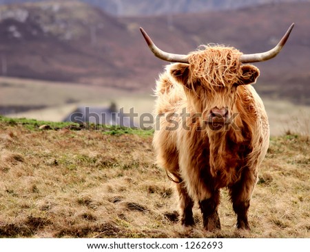 The Scottish Highlander