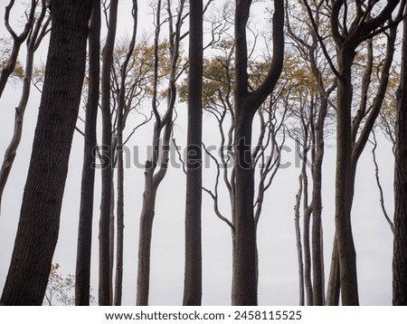 Similar – Foto Bild Gespensterwald in Nienhagen im Frühling mit Blick in die Baumkronen III