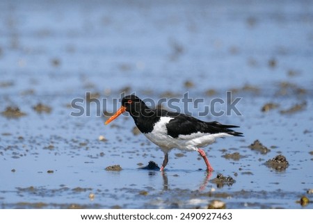 Similar – Foto Bild Austern im Wattenmeer