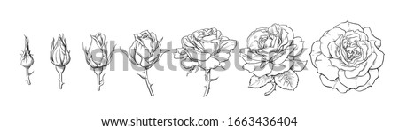 Rose blooming from closed bud to fully open flower. Hand drawn sketch style set. Vector illustration isolated on white background. Design elements for wedding decoration, tattoo, greeting cards.