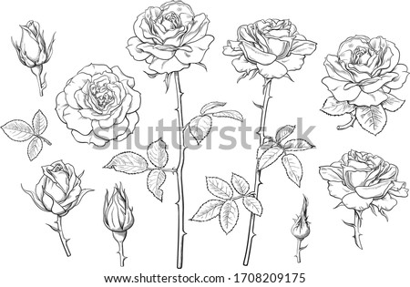Big set of rose flowers, buds, leaves and stems in engraving style. Hand drawn realistic open and unblown rosebuds. Decorative vector elements for tattoo, greeting card, wedding invitation. Photo stock © 