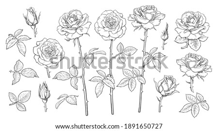 Big set of rose flowers, open and unblown rosebuds, leaves and stems Hand drawn realistic vector illustration. Decorative elements for tattoo, greeting card, wedding invitation in engraving style.