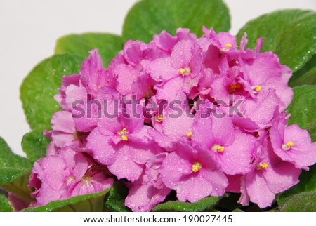 Glorious african violets