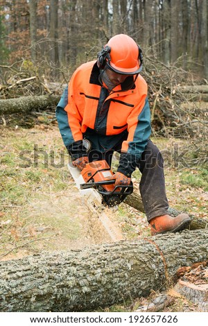 Forestry worker with chainsaw is sawing a log. Sample of works on forest logging