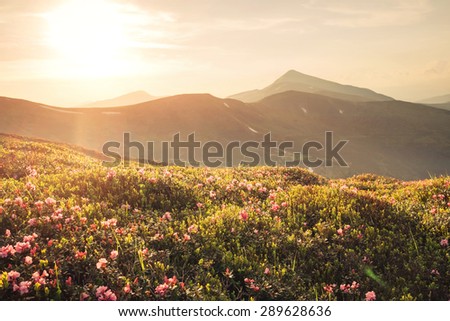 Beautiful mountain landscape with blossoming pink rhododendron flowers on sunset in Carpathian mountains